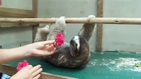 Sloth Wants A Hug!