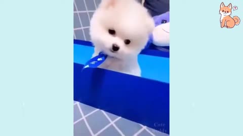 Funny Videos - 😍 Cute Funny and Smart Dogs Compilation 2024