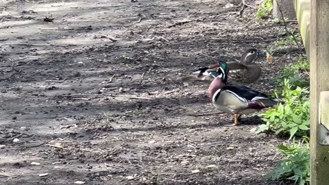 Wood ducks scurrying away 😂