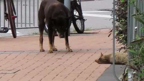 Met a dog and a cat at the same time on the road