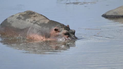 Hippo