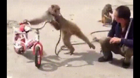 Funniest Monkey - cute and funny monkey videos