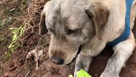 The first bite of cucumber is the tip