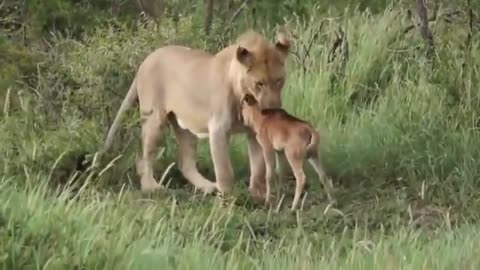 Lioness Protects a Baby Antelope