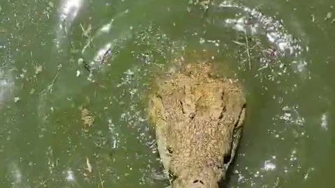 Crocodile Jumps! #short