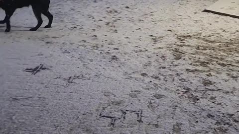 ARK OF GRACE: "IT'S SNOWING, MOM!"