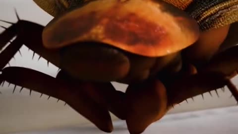 How a Cockroach can survive without a head