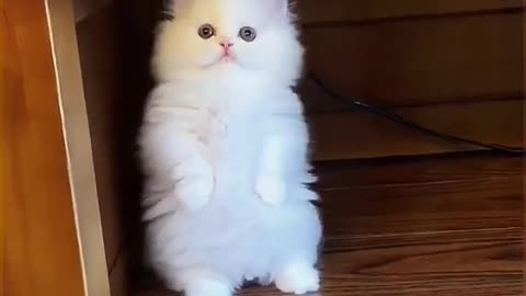 #answer to @three_kitten It seems to be crying🥺🥺#kitt #cute #33333 #tiktok #petlover