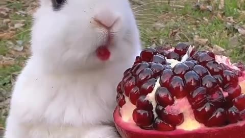 Enchanting Encounter: White Rabbit Feasting on Tree-Top Pomegranates"