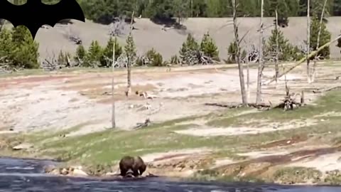 Brown bears eat wild boars alive
