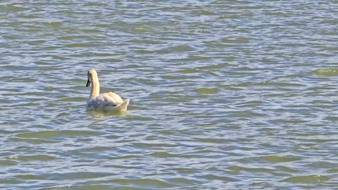 Swans in the river / Some swans enjoy the windy weather / A swan has a broken leg.