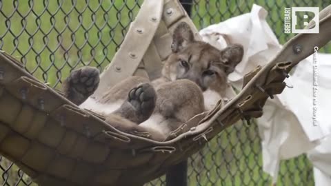Hammock Time with Willow the Mountain Lion Cub