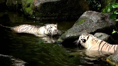 Tiger fight | Animal | Wild | Jungle | No copyright Video