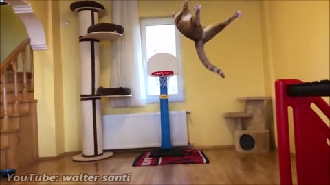 Goalkeeper Cat Tries His Luck at Basketball - Amazing Blocks, Defence & Fails!