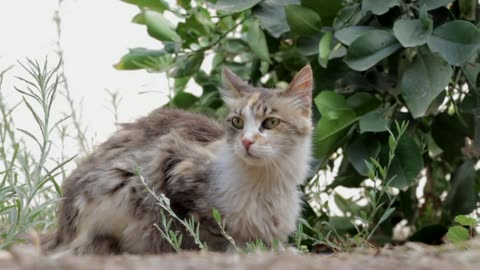 The Norwegian Forest cat