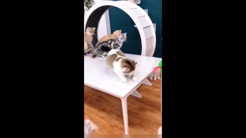 Funny animals - Funny cats / dogs - Funny video