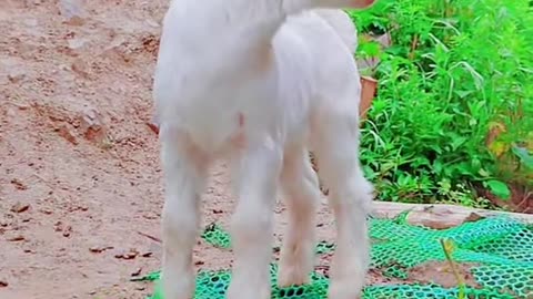 Baby Goat Looking For Mother ❤️❤️