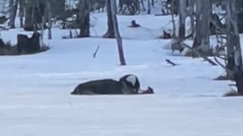 Bald eagle attacking a deer