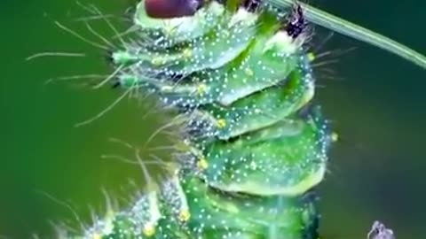 Watch This Caterpillar Turn Into A Chinese Luna Moth | The Dodo