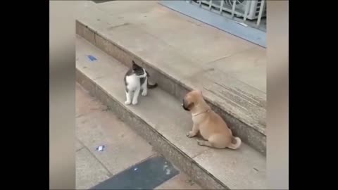 Cat vs dog funny animal videos 😅