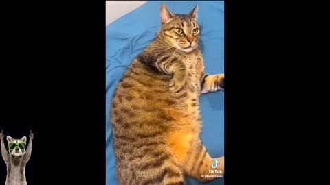 Funniest Cats And Dogs Videos 😂 - Best Funny Animal Videos 2024 😅 # 2