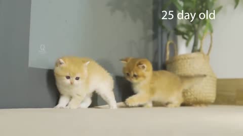 How kitten Pudding grow up_ from 0 to 12 months #kittens