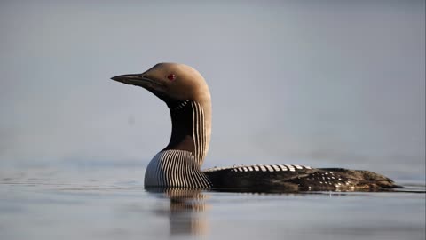 The Black-Throated Diver: Close Up HD Footage (Gavia arctica)
