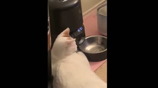 smart cat use feeder machine