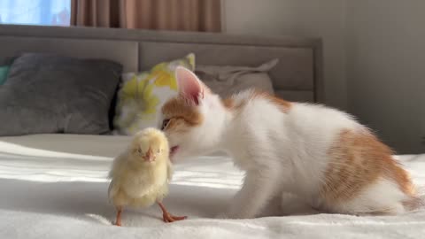 How a Tiny Kitten Wakes Up Baby Chicken