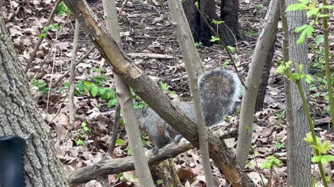 Squirrels were everywhere 😊