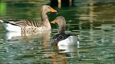 Ducks in a lake.