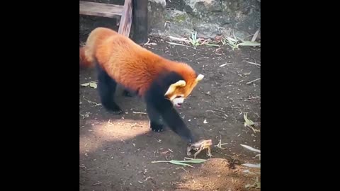 Red Panda and frog Cute Funny Moments with,