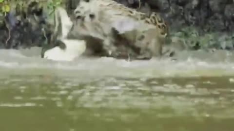 Riveting Wildlife Encounter: Jaguar Hunting Crocodile