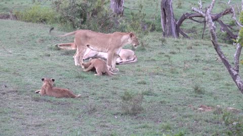 Lion cubs play with mom