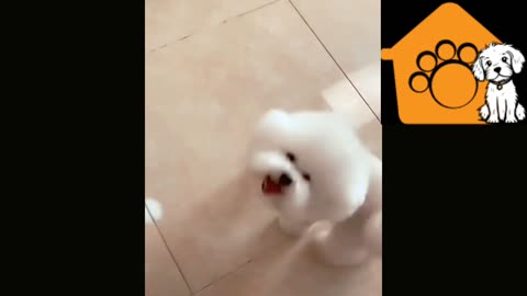 Cute Puppy dance