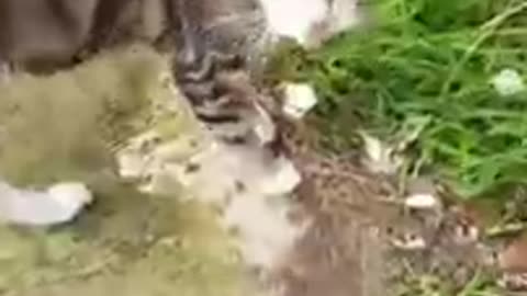 Video Tiktok Cat 😹 Wild Cat in a Chatty Moment #shorts #yellowcat #funnycats #lovecats #hungrycats