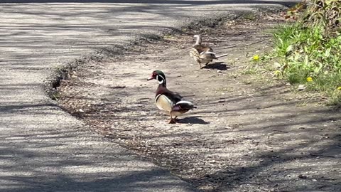 Male wood duck making cool sound