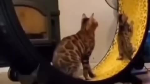 Feline Frenzy: Watch this Cat's Hilarious Antics and Try Not to Laugh