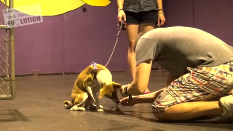 Dog training 101
