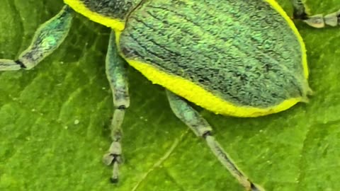 A close-up of a yellow green weevil/beautiful beetle in nature.