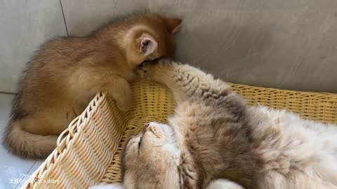 This kitten is so pitiful_ The cat father won_t let this kitten sleep with him--. Cute animal videos
