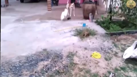 Fighting Between dog and chicken