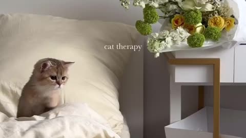 cat therapy
