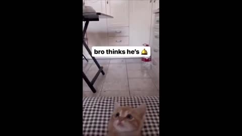 Funny cats 3