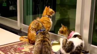 Funny Cats and Kittens Meowing Compilation