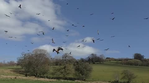 Birds Flying in Slow Motion - Red Kite Bird Extravaganza