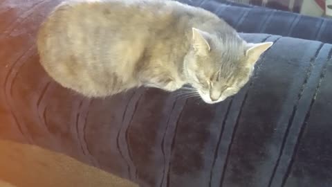 The Cat Loves To Sleep On The Edge Of The Couch (Observation About The Cat)