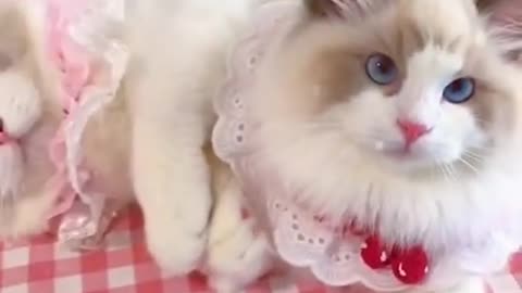 Aww cute cat videos funny ❤️ Cat Cash Compilation chines💚 Tiktok Cat Meow #cat #shorts
