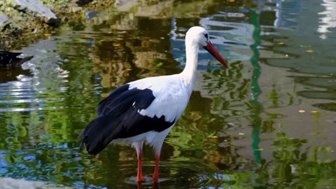 Stork bird plumage
