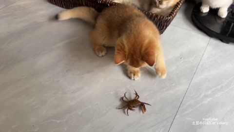 The kitten teased the crab--_ and the crab fought back_cat father caught a crab and brought it home